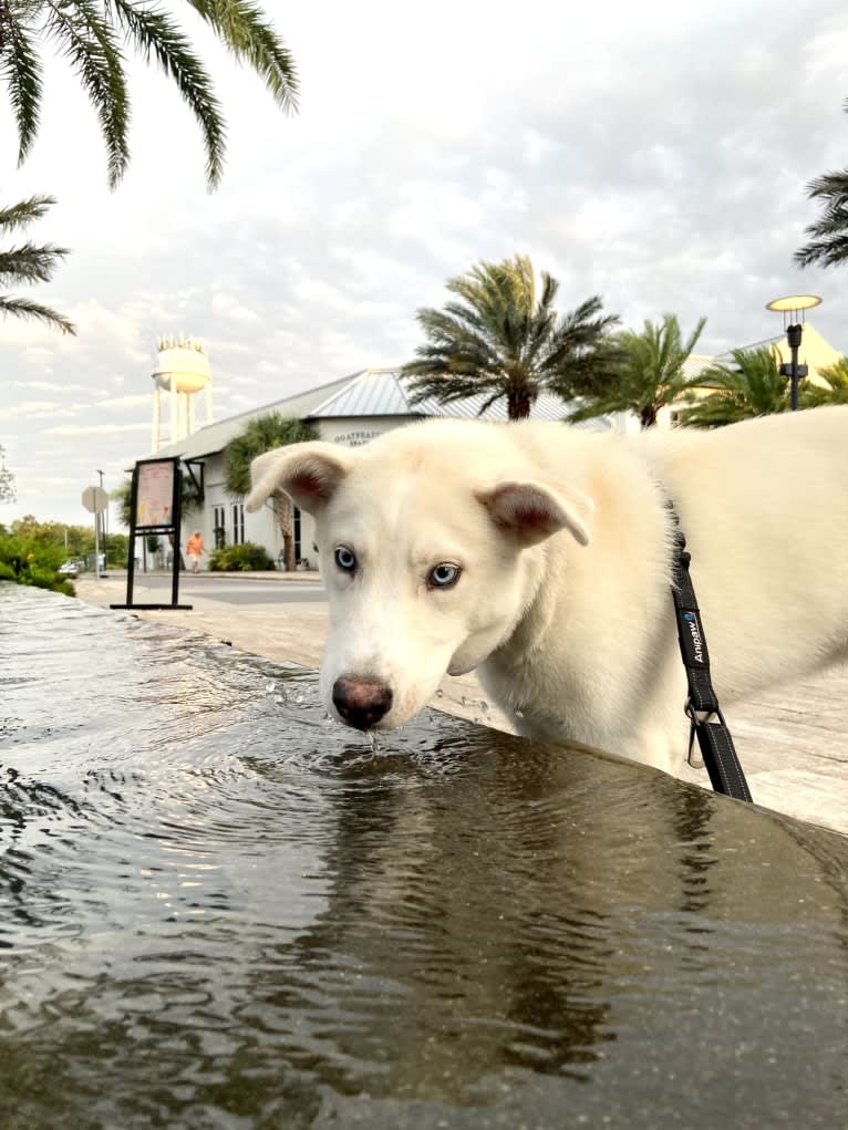 Dash, a Gerberian Shepsky (12.7% unresolved) tested with EmbarkVet.com