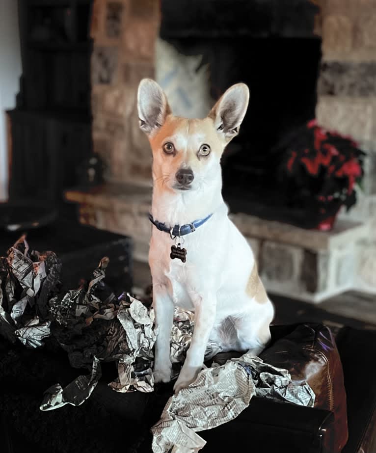 Tejon, a Chihuahua and Poodle (Small) mix tested with EmbarkVet.com