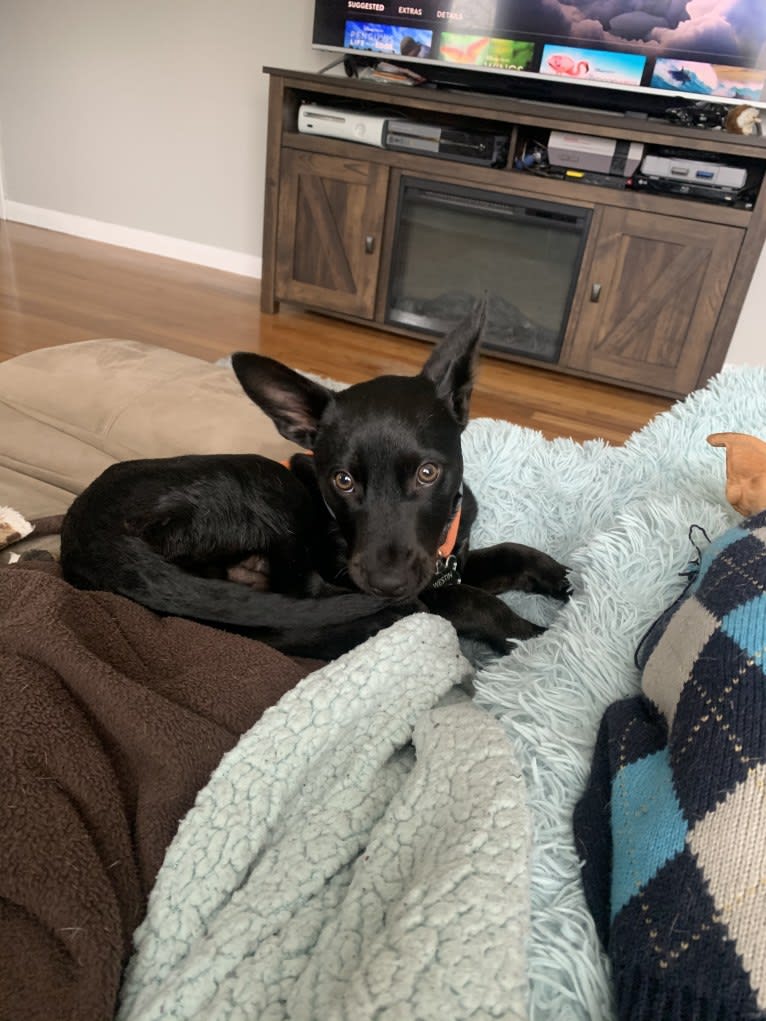 Westin, an Australian Cattle Dog and American Pit Bull Terrier mix tested with EmbarkVet.com