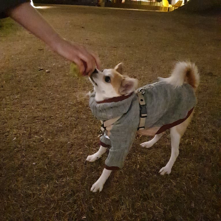 JeriJeree, a Japanese or Korean Village Dog tested with EmbarkVet.com