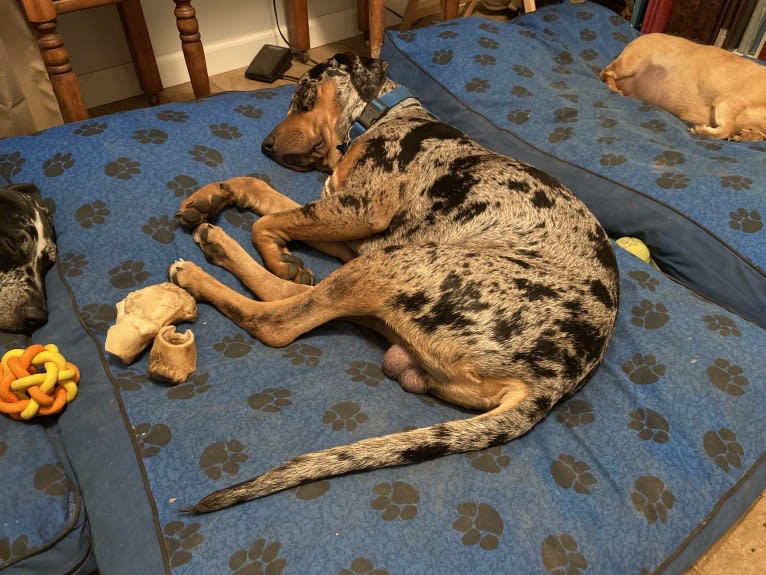 Roux, a Catahoula Leopard Dog tested with EmbarkVet.com