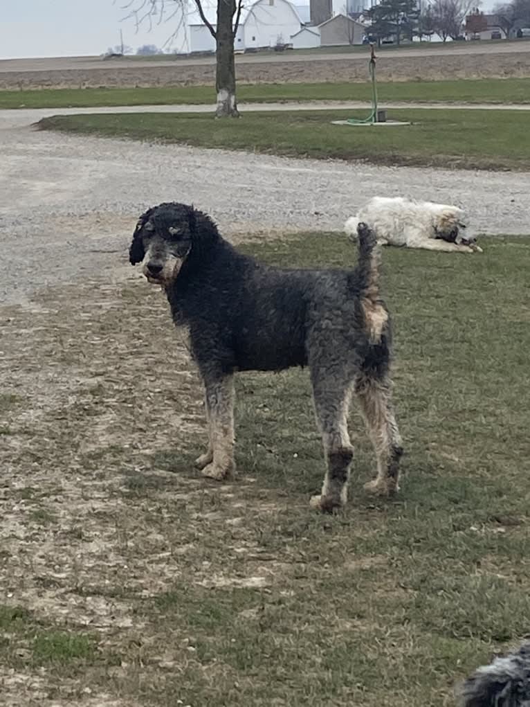 Hank, a Poodle (Standard) tested with EmbarkVet.com