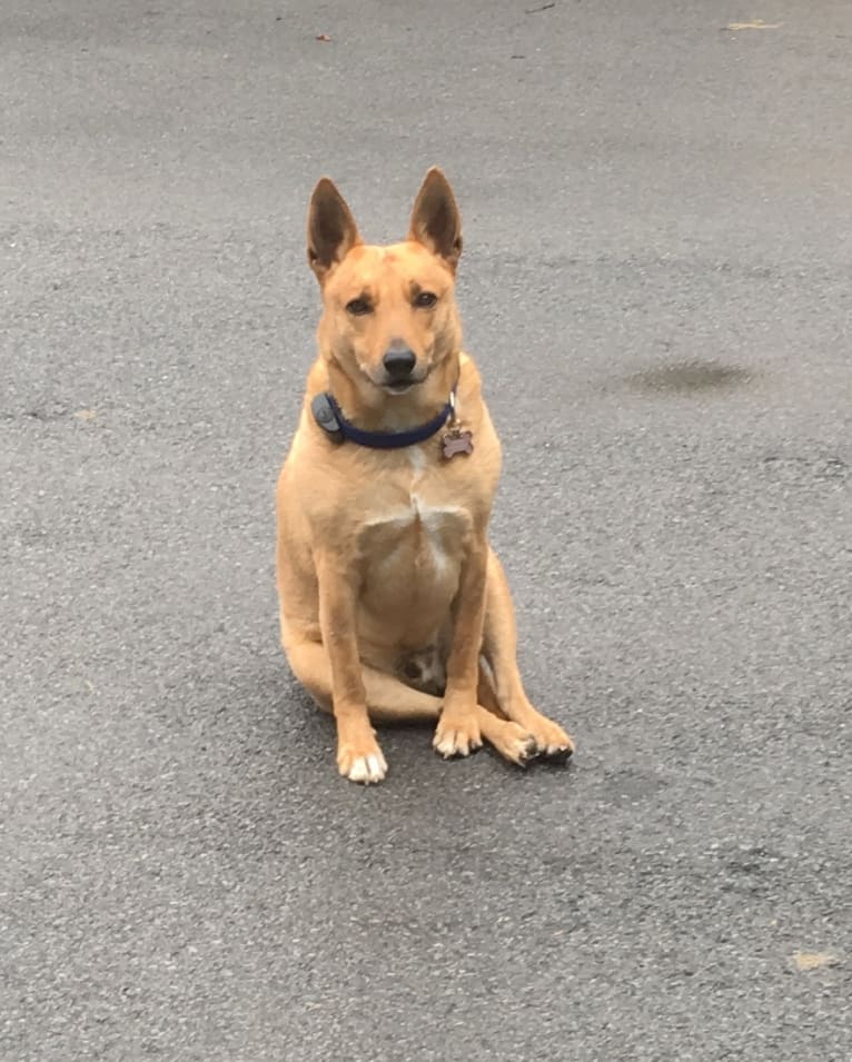 Gitlee, a Carolina Dog tested with EmbarkVet.com