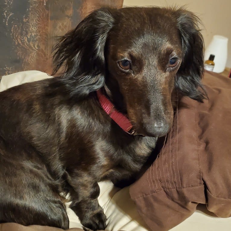 Maggie, a Dachshund tested with EmbarkVet.com