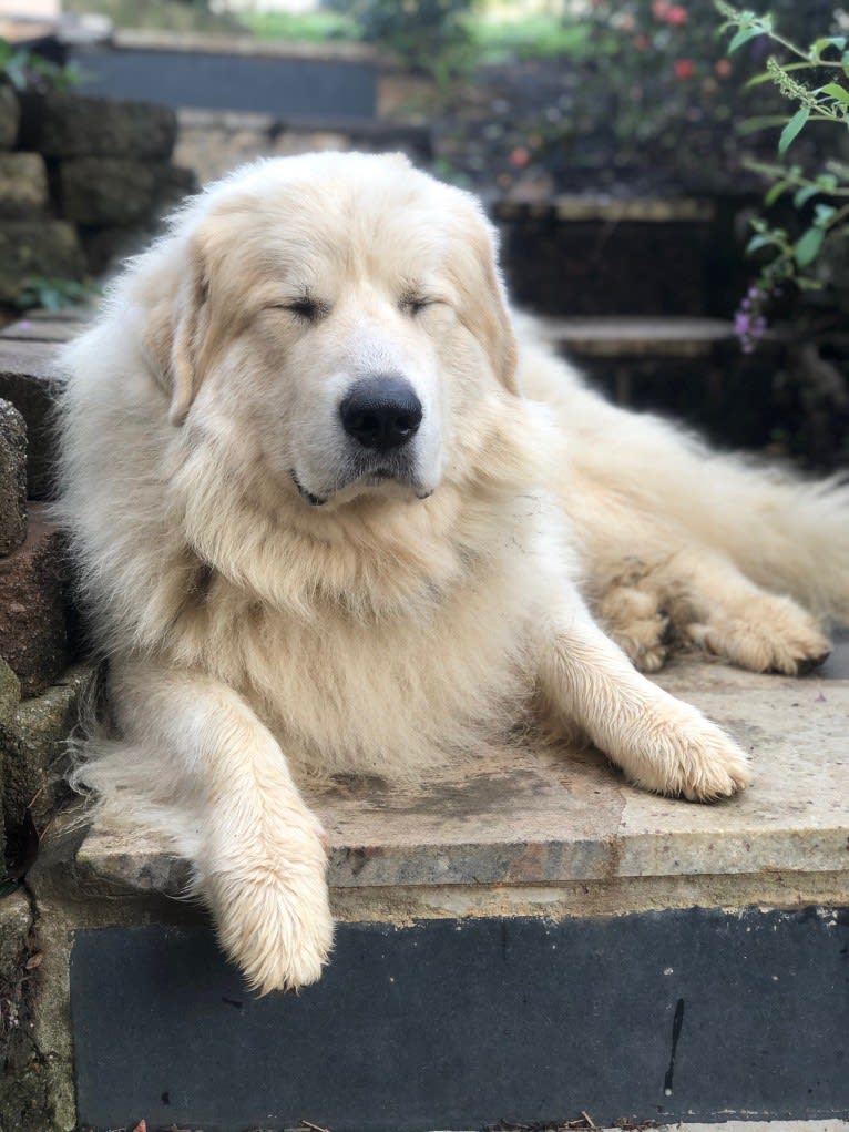 Voltaire, a Great Pyrenees tested with EmbarkVet.com