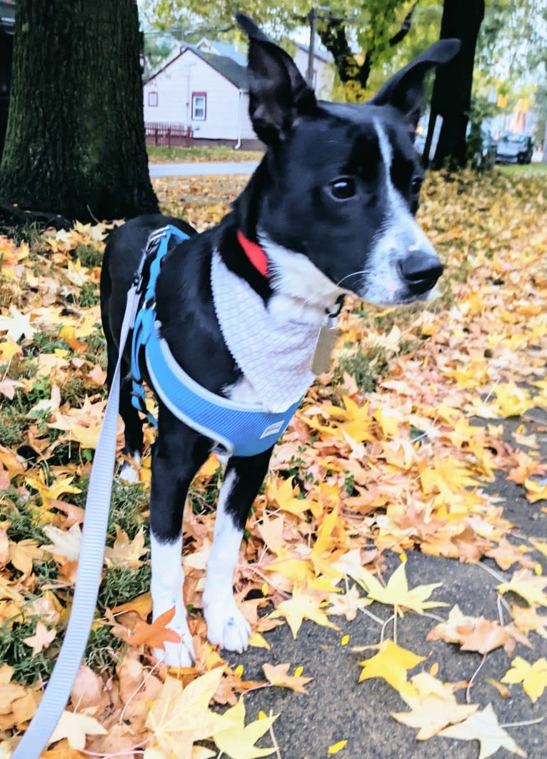 Pepper, an American Pit Bull Terrier and German Shepherd Dog mix tested with EmbarkVet.com