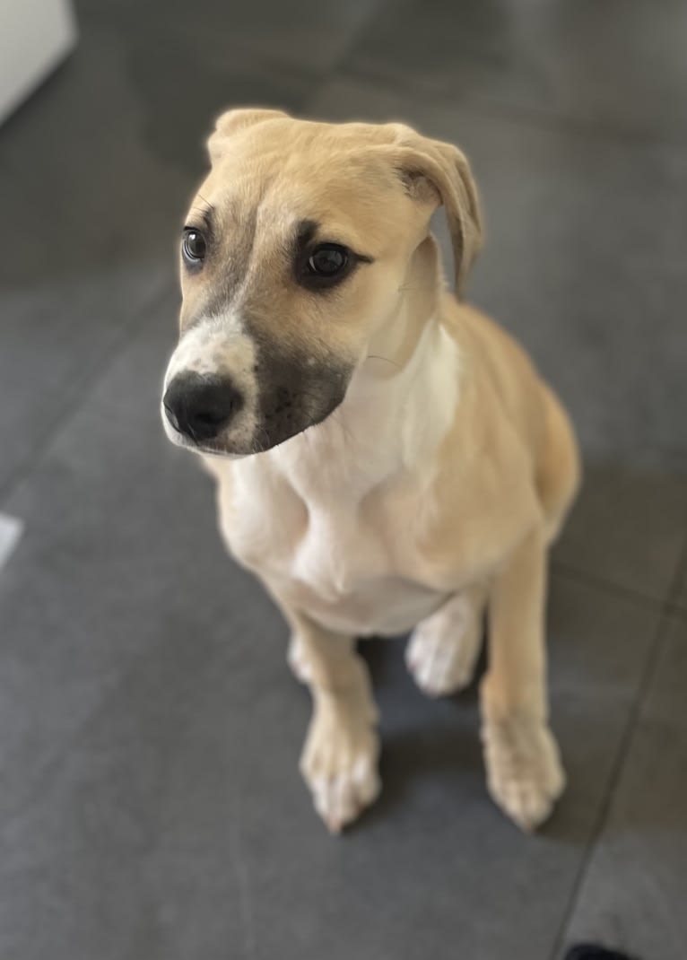 Sebastian, a Greyhound and American Pit Bull Terrier mix tested with EmbarkVet.com