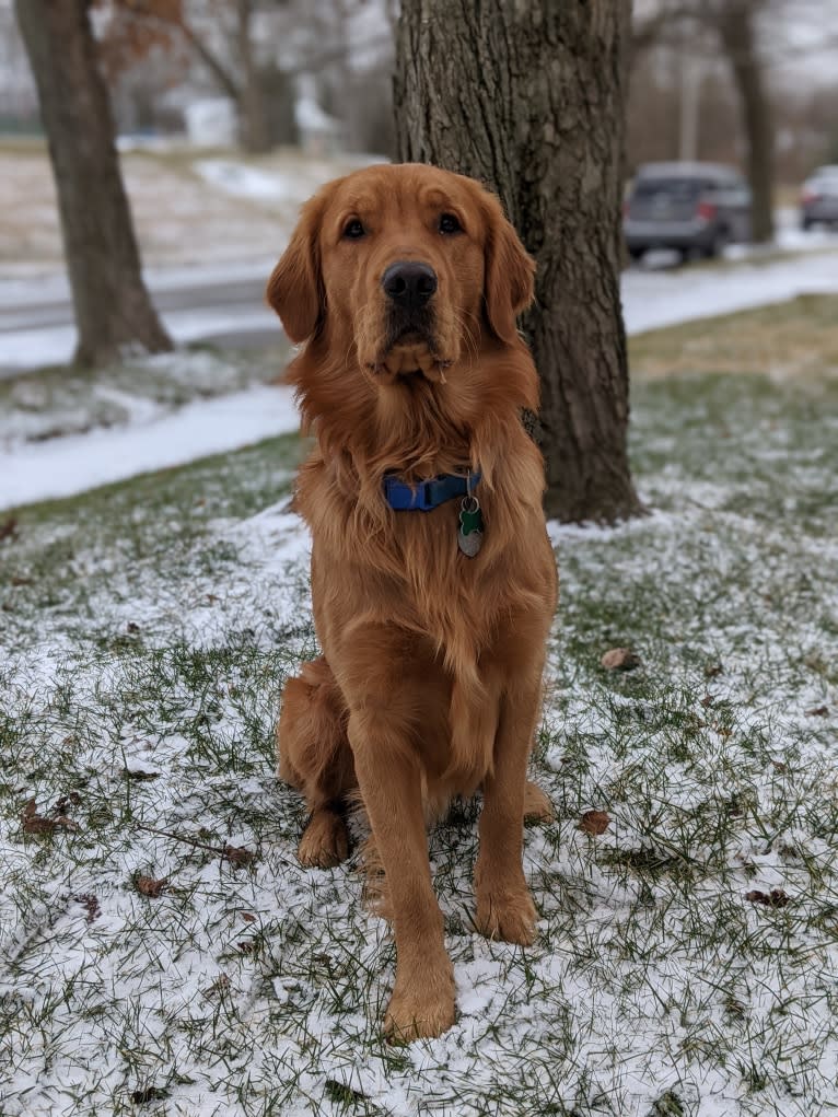 Pierre-luc, a Golden Retriever tested with EmbarkVet.com