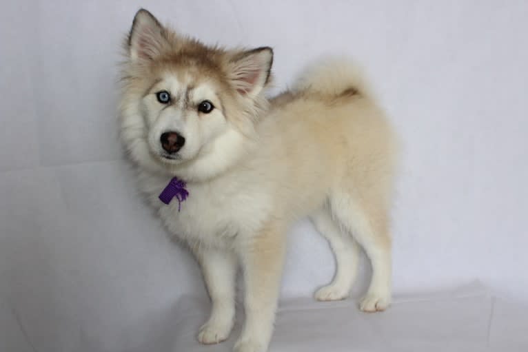 Tamsin, a Pomsky tested with EmbarkVet.com