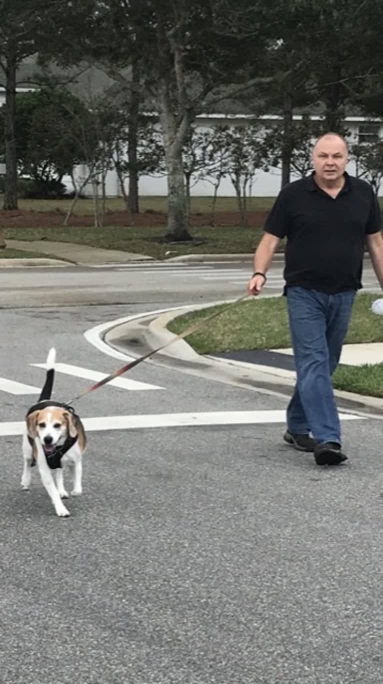 Watson, a Beagle and American Eskimo Dog mix tested with EmbarkVet.com