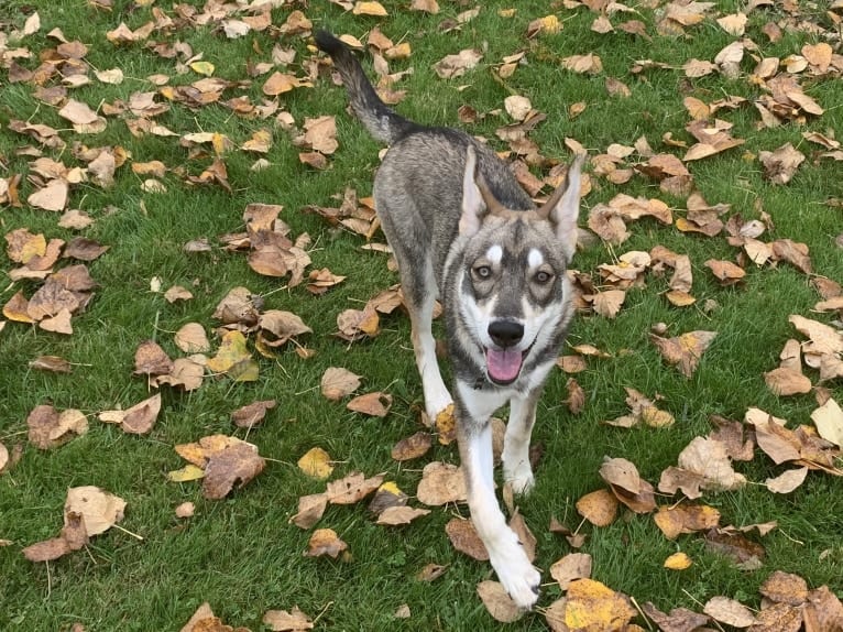 Pepper, a Siberian Husky and Alaskan Malamute mix tested with EmbarkVet.com