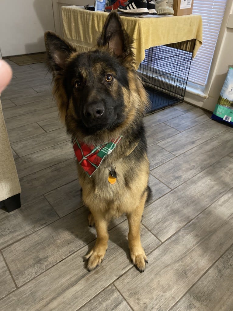 Onyx, a German Shepherd Dog tested with EmbarkVet.com