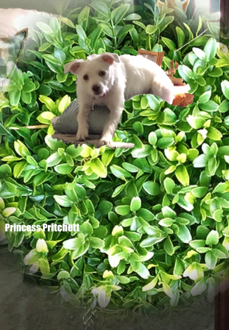 Princess, a Bichon Frise and Poodle (Small) mix tested with EmbarkVet.com
