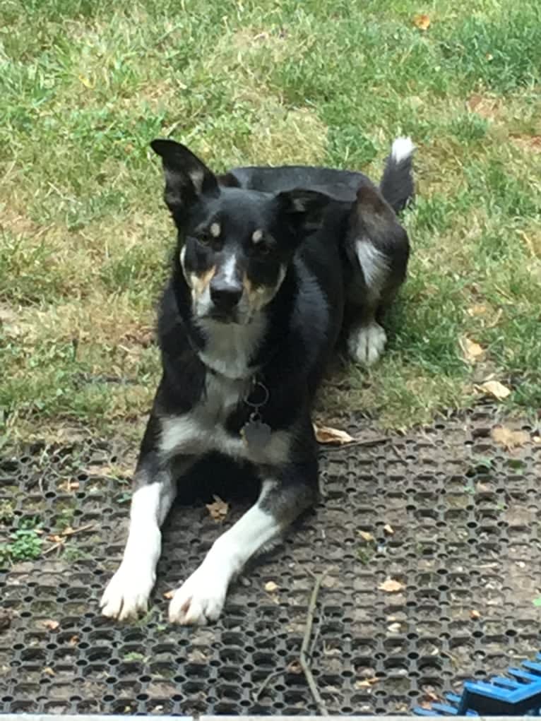 Ollie, a Border Collie tested with EmbarkVet.com