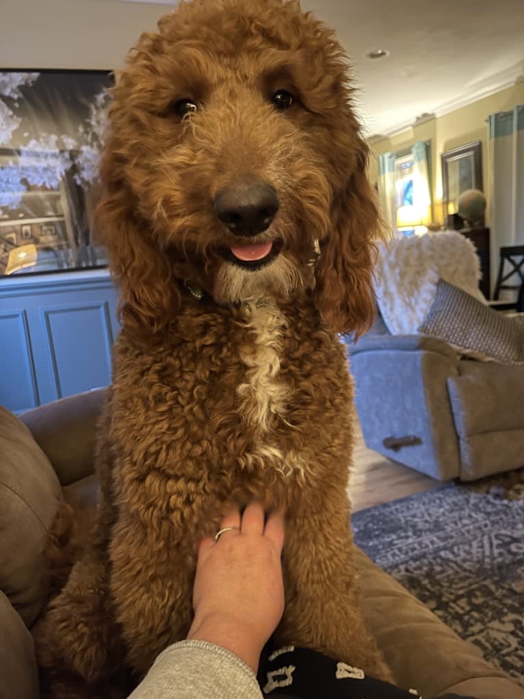 Figgy, a Goldendoodle tested with EmbarkVet.com