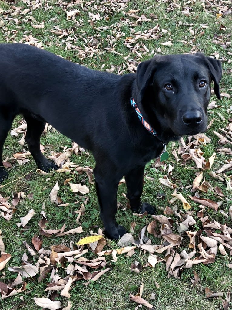 Jasper, a Labrador Retriever and Siberian Husky mix tested with EmbarkVet.com