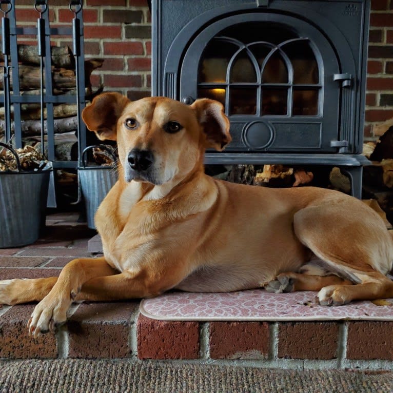 Alfred, a Beagle and American Pit Bull Terrier mix tested with EmbarkVet.com