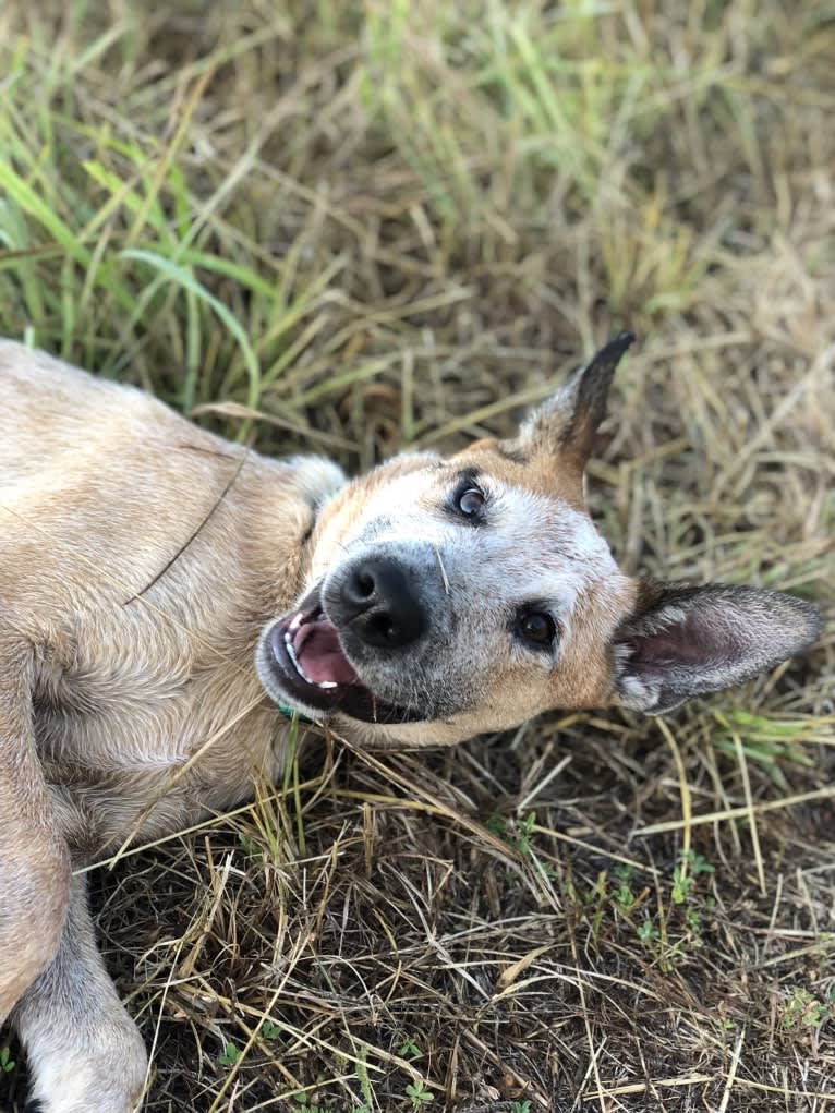 Odie, an Australian Cattle Dog and Border Collie mix tested with EmbarkVet.com