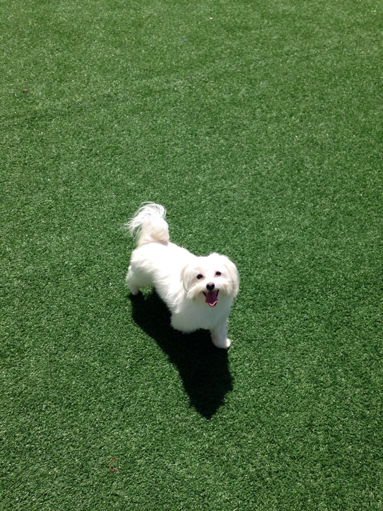 Shaboobalabooby “Boo” Elliott Peabody Minimus, a Maltese tested with EmbarkVet.com