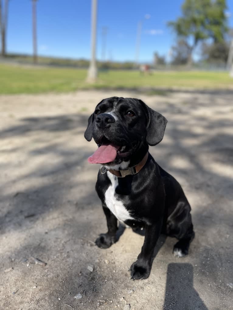 Obi-Wan, a Cocker Spaniel and Bulldog mix tested with EmbarkVet.com
