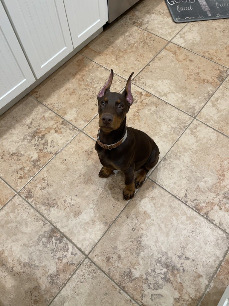 Maverick, a Doberman Pinscher tested with EmbarkVet.com