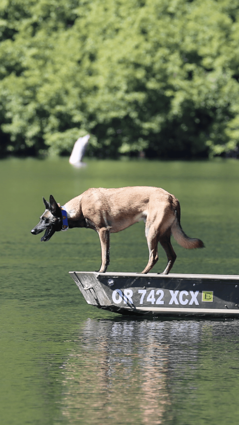 Rook, a Belgian Shepherd tested with EmbarkVet.com