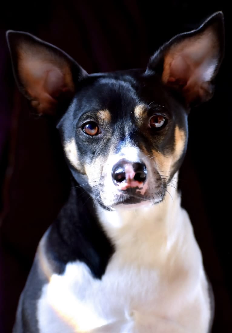 Loki, an American Pit Bull Terrier and Alaskan Malamute mix tested with EmbarkVet.com