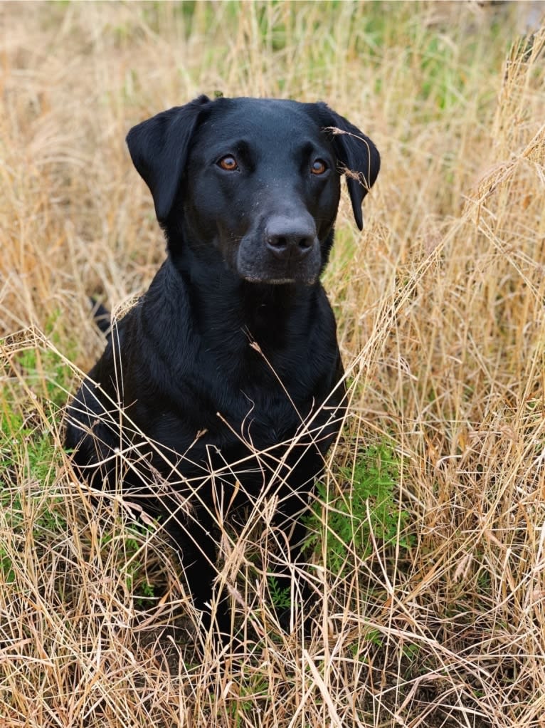 Tia, a Labrador Retriever tested with EmbarkVet.com