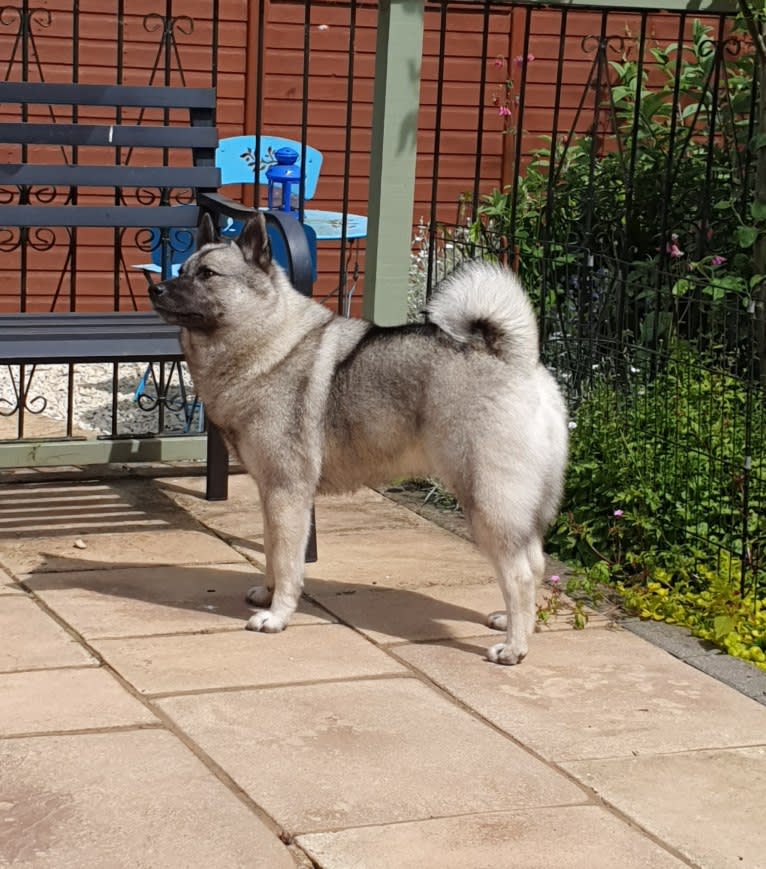 ALYS, a Norwegian Elkhound tested with EmbarkVet.com