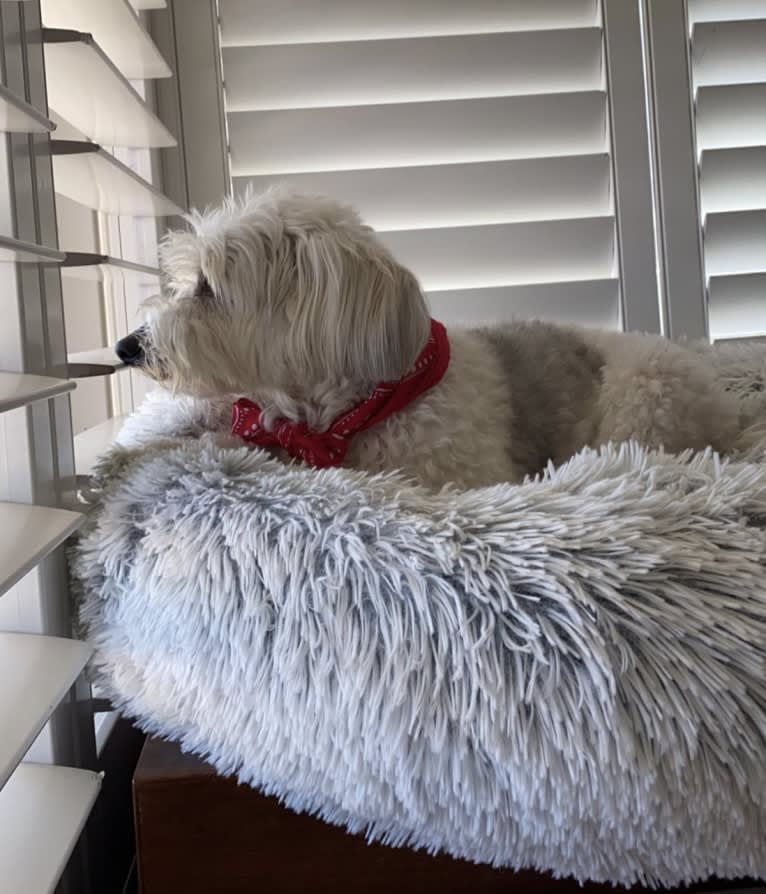 Jack, a Chinese Crested tested with EmbarkVet.com