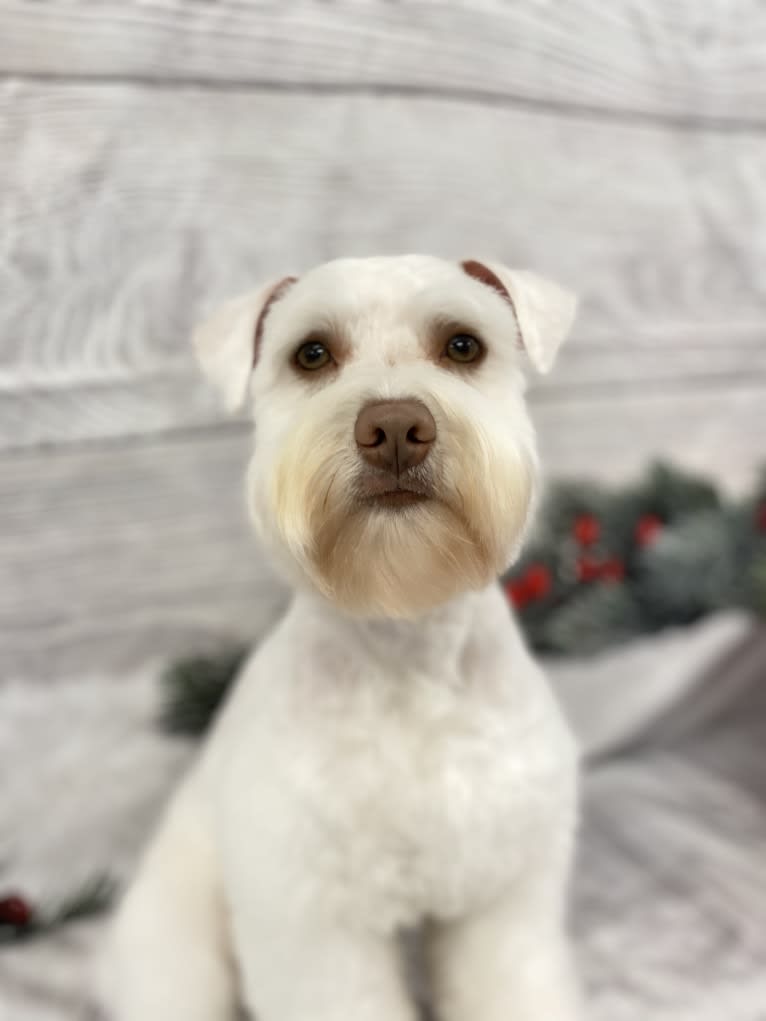 Watson, a Miniature Schnauzer tested with EmbarkVet.com