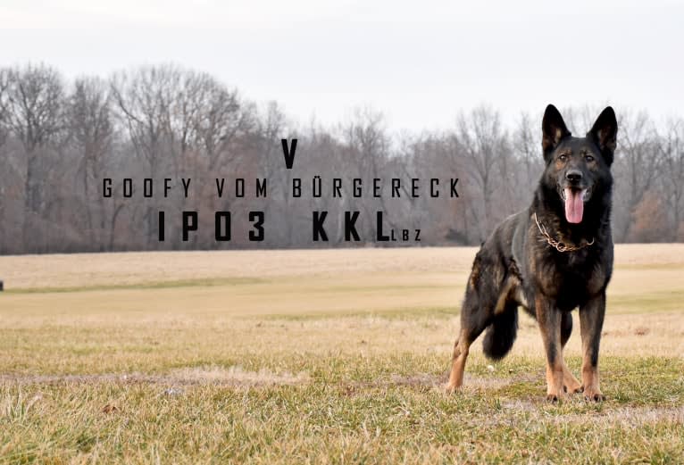 Goofy, a German Shepherd Dog tested with EmbarkVet.com