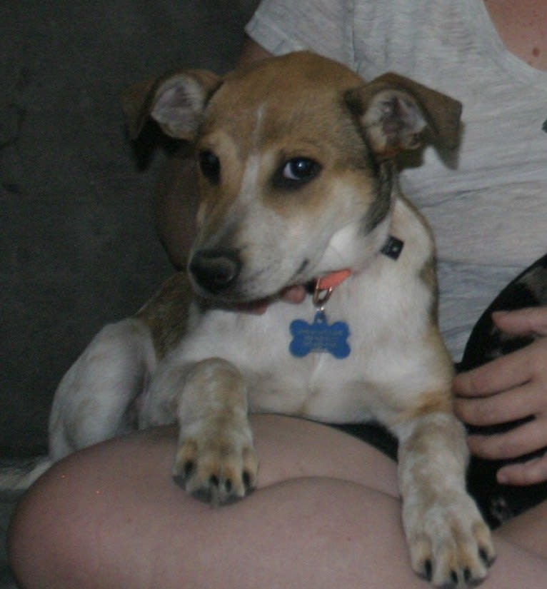 Ginger, an American Pit Bull Terrier and Australian Cattle Dog mix tested with EmbarkVet.com