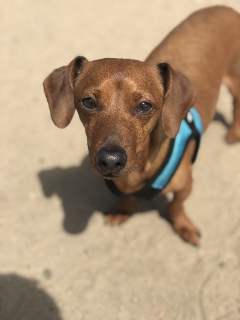 Chibi, a Dachshund and Chihuahua mix tested with EmbarkVet.com