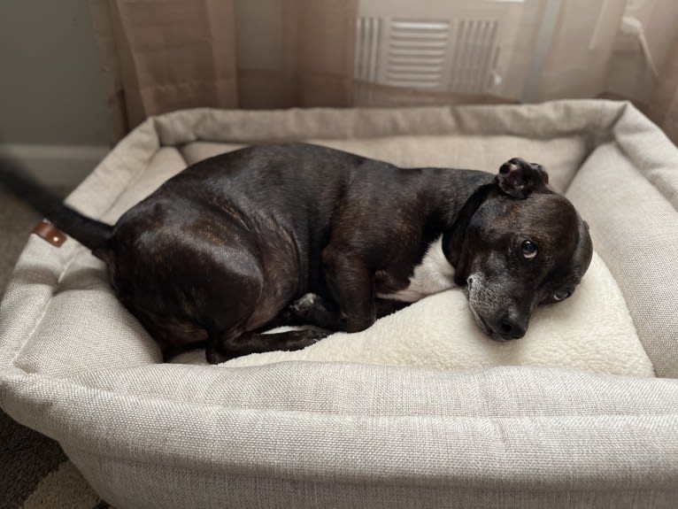 Bubba, a Dachshund and Boston Terrier mix tested with EmbarkVet.com