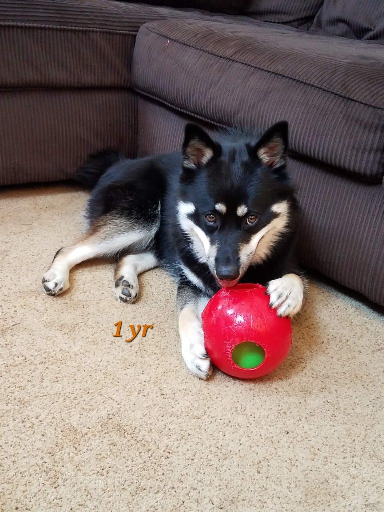 Machiavelli, a Pomsky tested with EmbarkVet.com