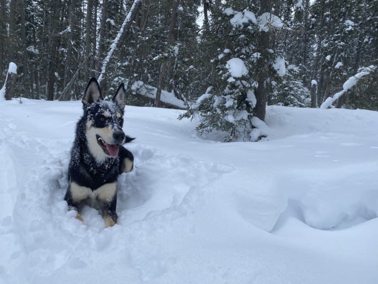 Ernest, an Alaskan-type Husky tested with EmbarkVet.com