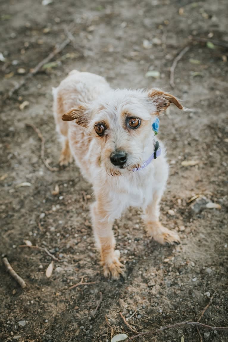 Peanut, a Chihuahua and Dachshund mix tested with EmbarkVet.com