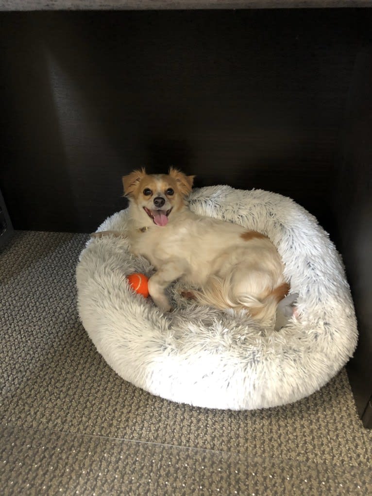 Pliny, a Chihuahua and Poodle (Small) mix tested with EmbarkVet.com