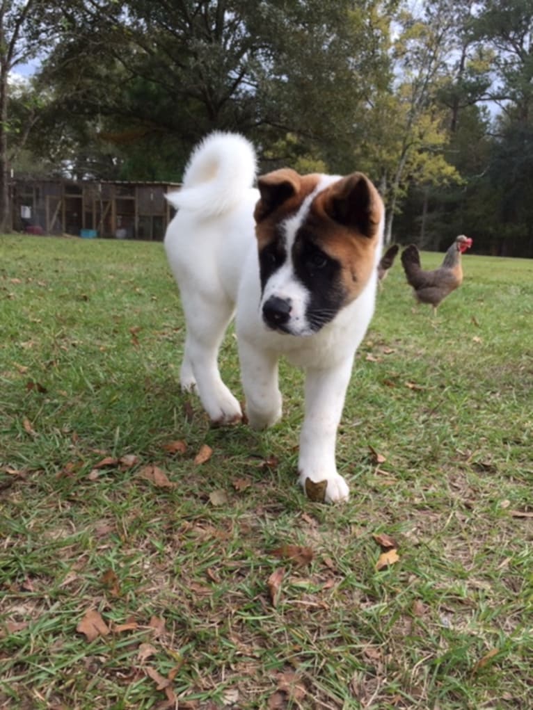 Rougarou, an Akita tested with EmbarkVet.com