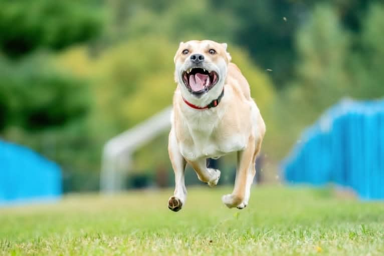 Loomy, a Carolina Dog tested with EmbarkVet.com