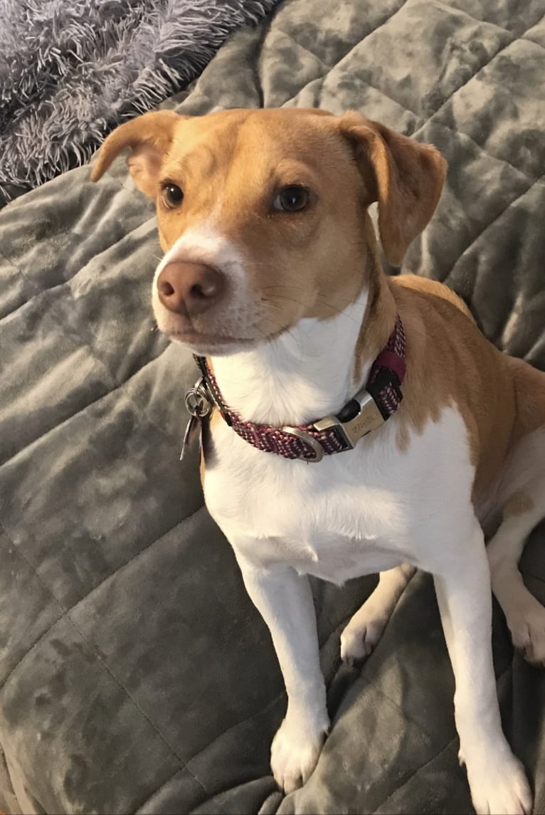 Georgia, a Russell-type Terrier and Chinese Shar-Pei mix tested with EmbarkVet.com