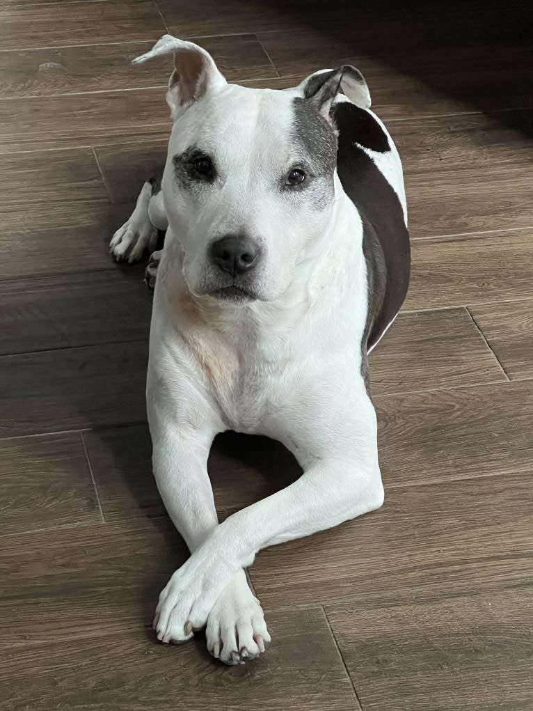 Remi, an American Pit Bull Terrier and American Staffordshire Terrier mix tested with EmbarkVet.com