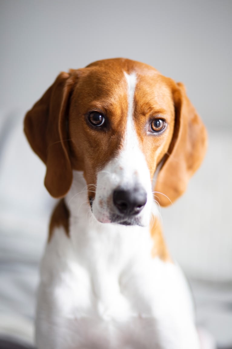 Jonathan, an American Foxhound and Treeing Walker Coonhound mix tested with EmbarkVet.com