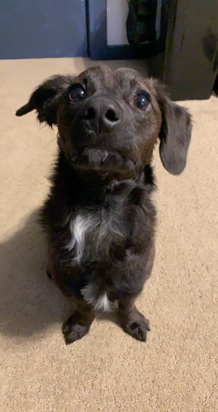Thor, a Dachshund and Chihuahua mix tested with EmbarkVet.com