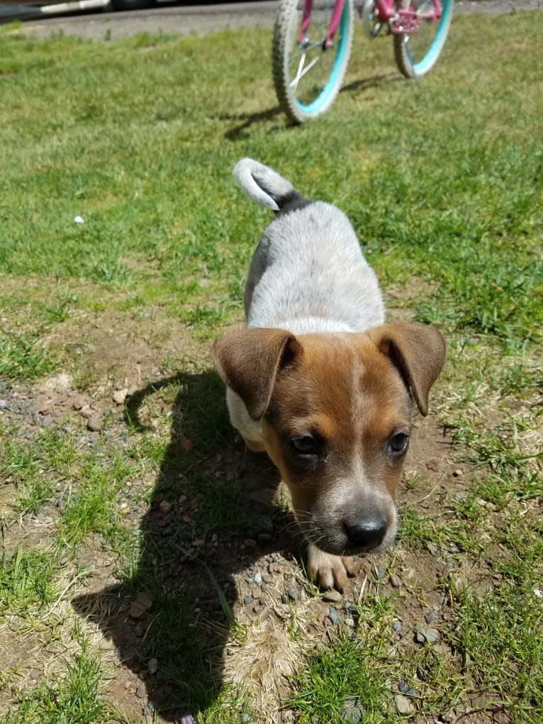 Tulsa Bleu, an Australian Cattle Dog and American Pit Bull Terrier mix tested with EmbarkVet.com