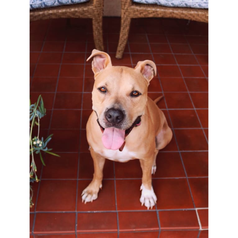 Lady, an American Staffordshire Terrier and American Pit Bull Terrier mix tested with EmbarkVet.com