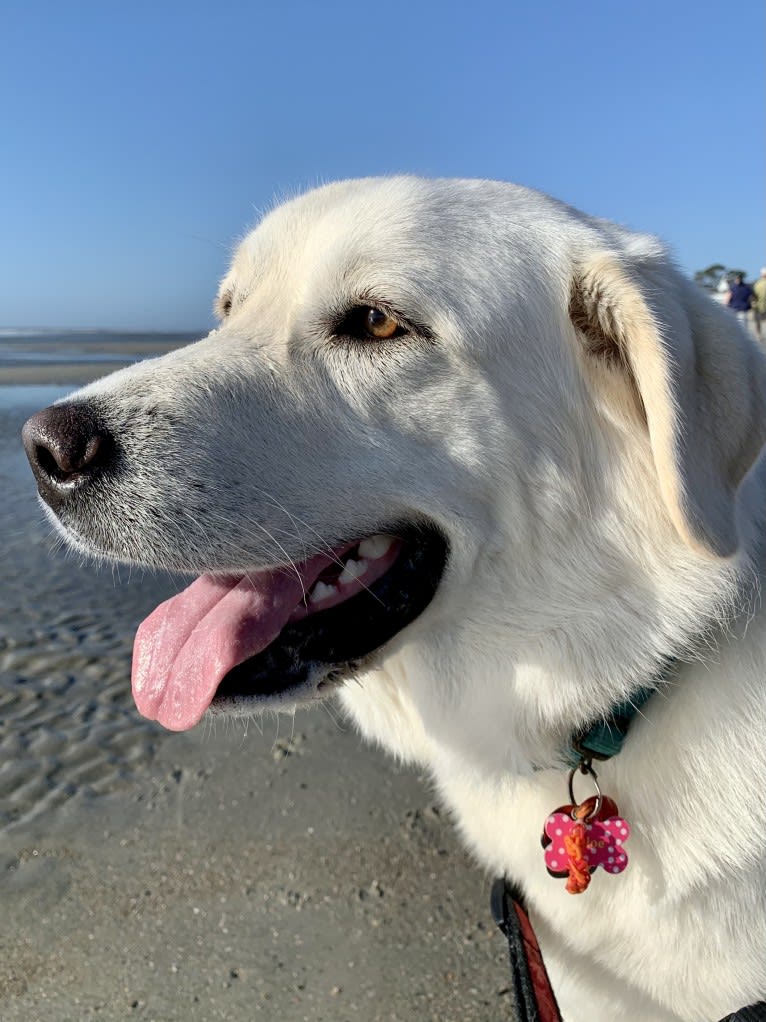 Chloe, a Great Pyrenees and Anatolian Shepherd Dog mix tested with EmbarkVet.com