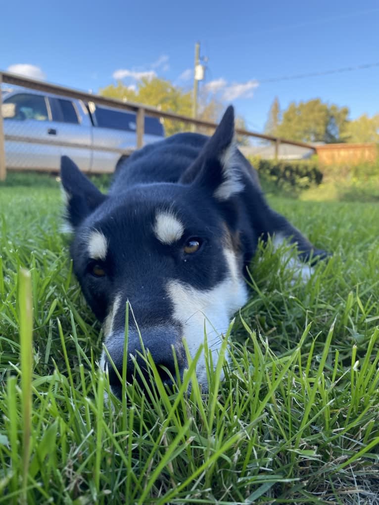 Ernest, an Alaskan-type Husky tested with EmbarkVet.com