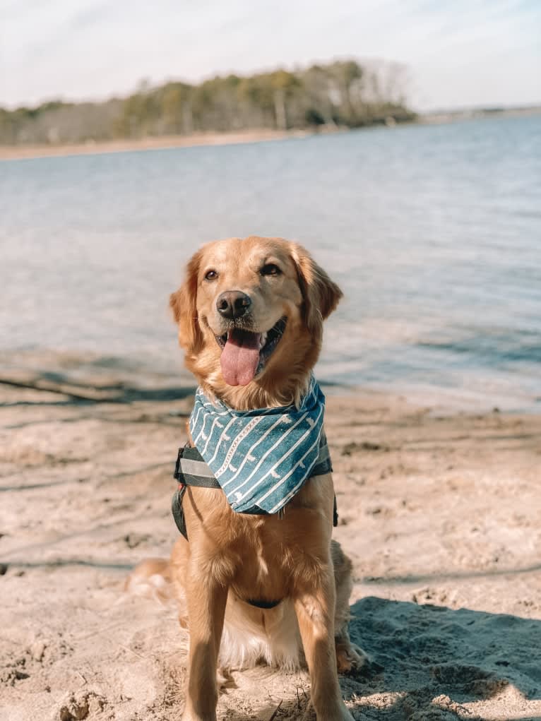 Marley, a Golden Retriever tested with EmbarkVet.com